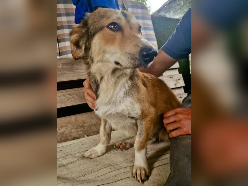 Leroy, ein sanfter kleiner Schatz sucht sein großes Glück.