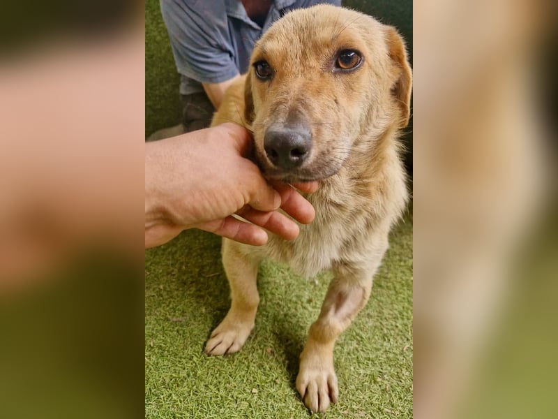 Chaplin – kleiner Hundemann sucht sein großes Glück