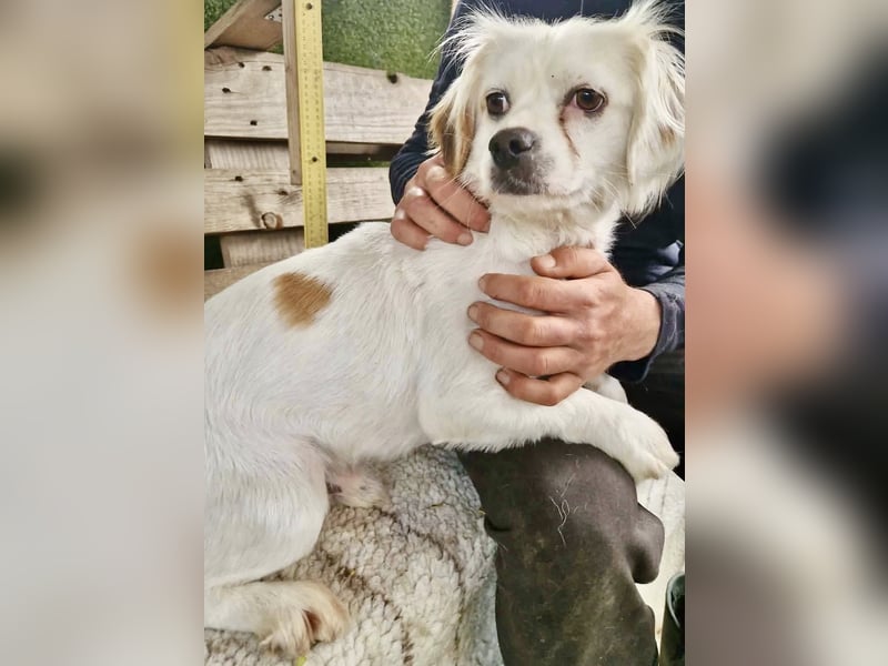 Ulli– kleiner Herzensbrecher sucht sein Glück