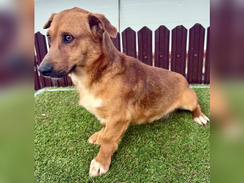 Sanfter Schmuser Wally sucht sein Zuhause