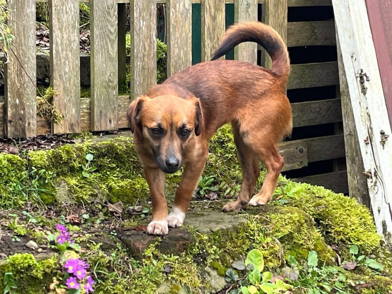 Kleine Allrounderin Nika sucht Familienanschluss