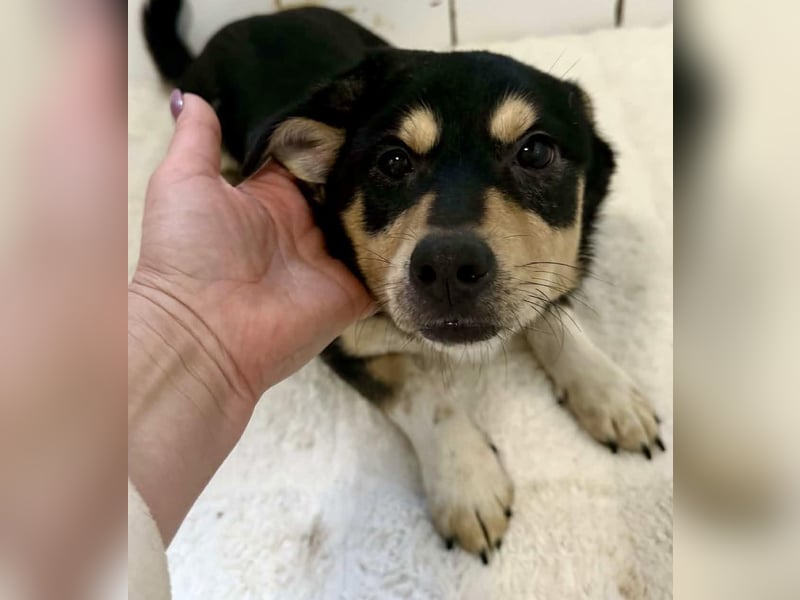 Kleiner Sonnenschein Aris…