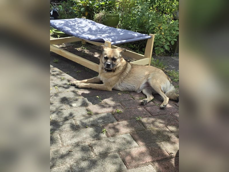 Lusy sucht ihre Menschen