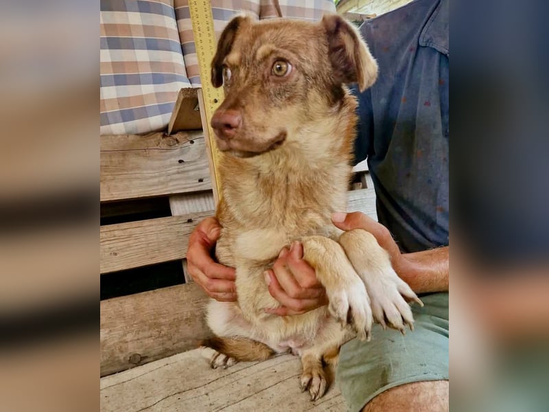 Sanfte Bambi sucht Menschen, die ihre Seele heilen