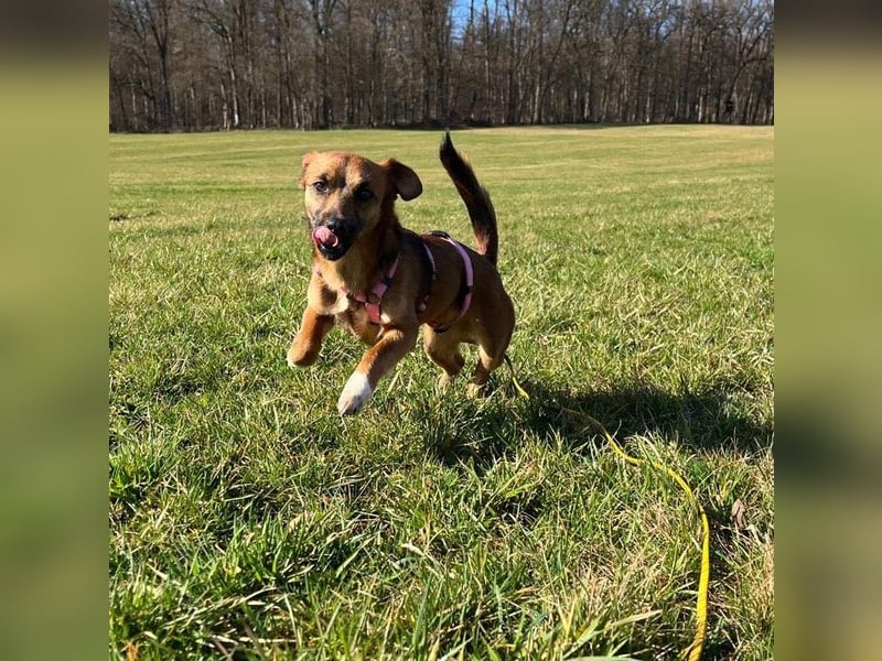 Kleine Allrounderin Nika sucht Familienanschluss