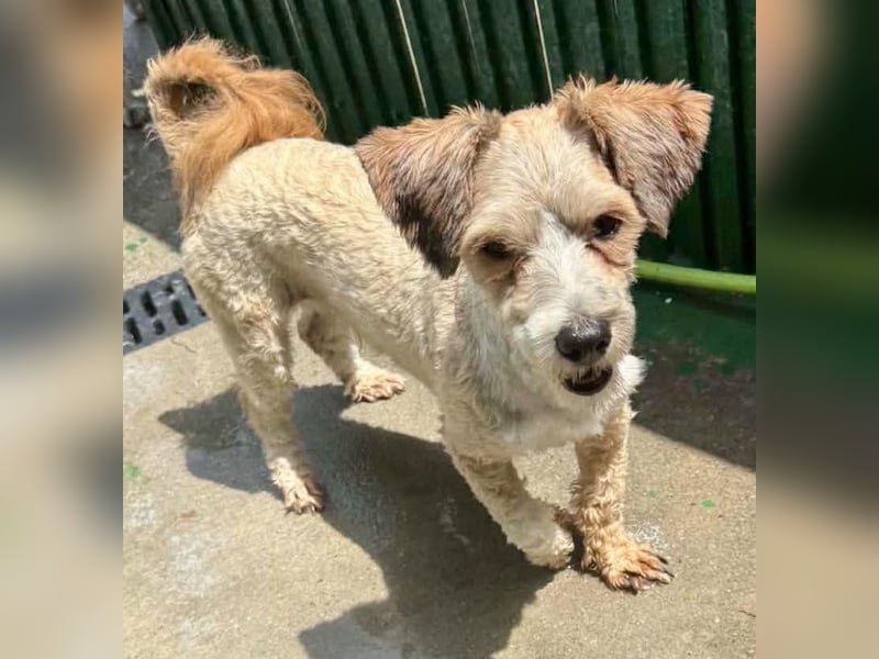 Carino – kleiner Herzenshund sucht seine Menschen