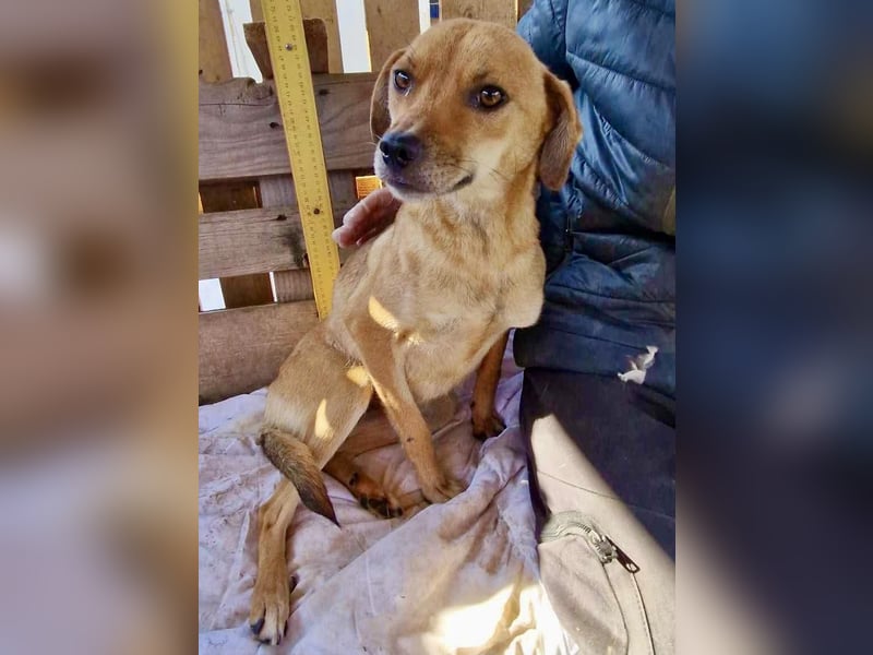 Coco - freundliche Schmusemaus