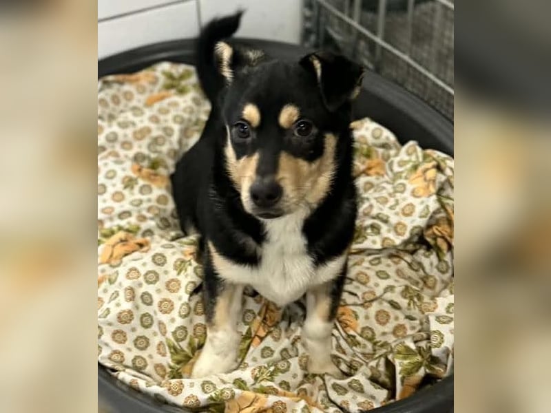 Kleiner Sonnenschein Aris…