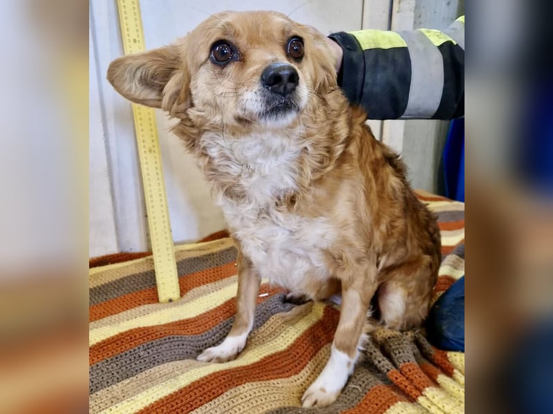 Liebe, kleine Schmusemaus Maya