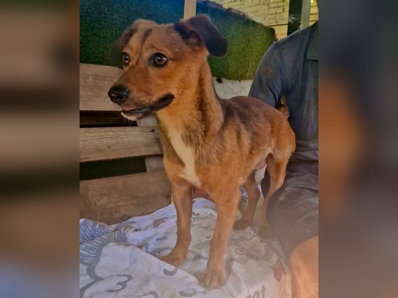 Souly, kleine Kämpferin sucht ihr Glück