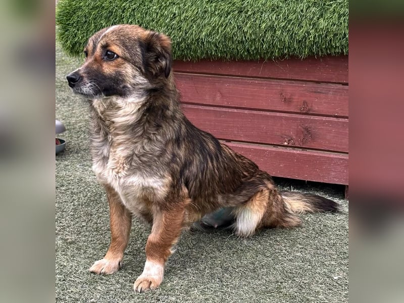 Katzenverträglichen Minimäuschen Ina