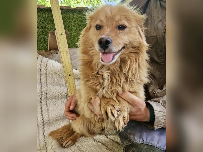 Socke – fröhlicher kleiner Grinsebär sucht sein Glück