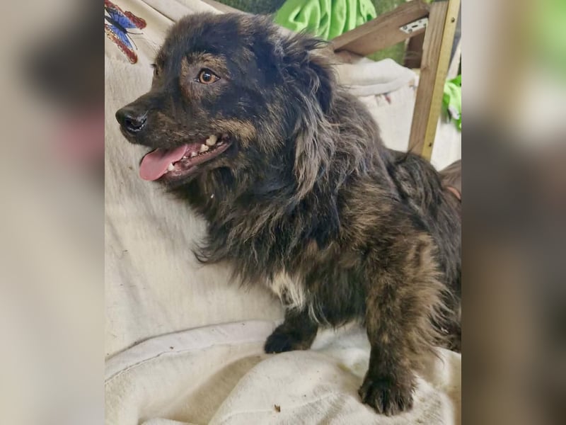Eddie – kleine verletzte Seele sucht Menschen mit Herz und Geduld