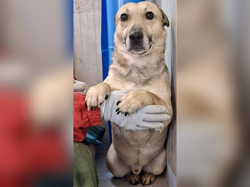 Kleiner ängstlicher Hundebub Balou