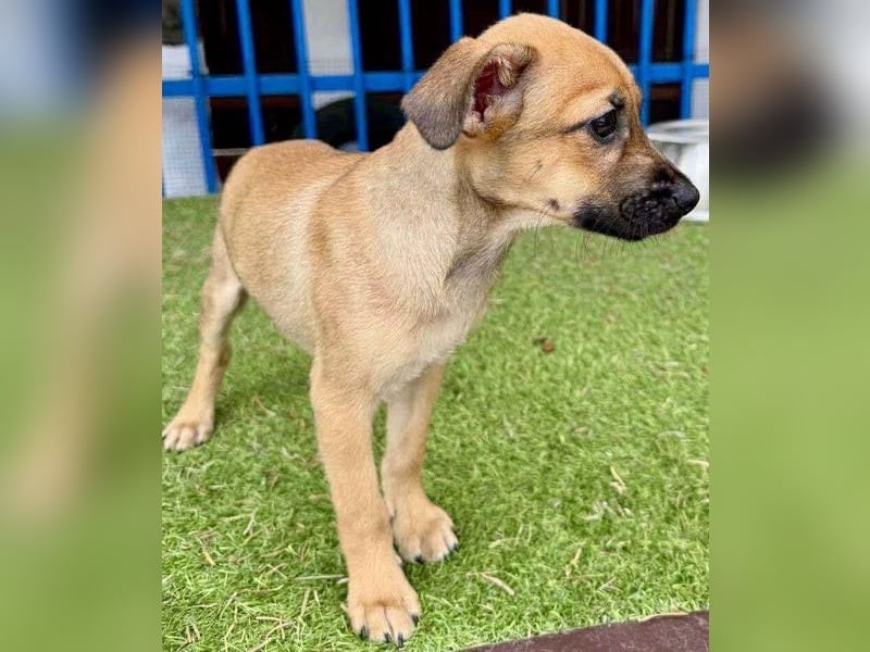 Balu - kleinbleibender Welpenbub