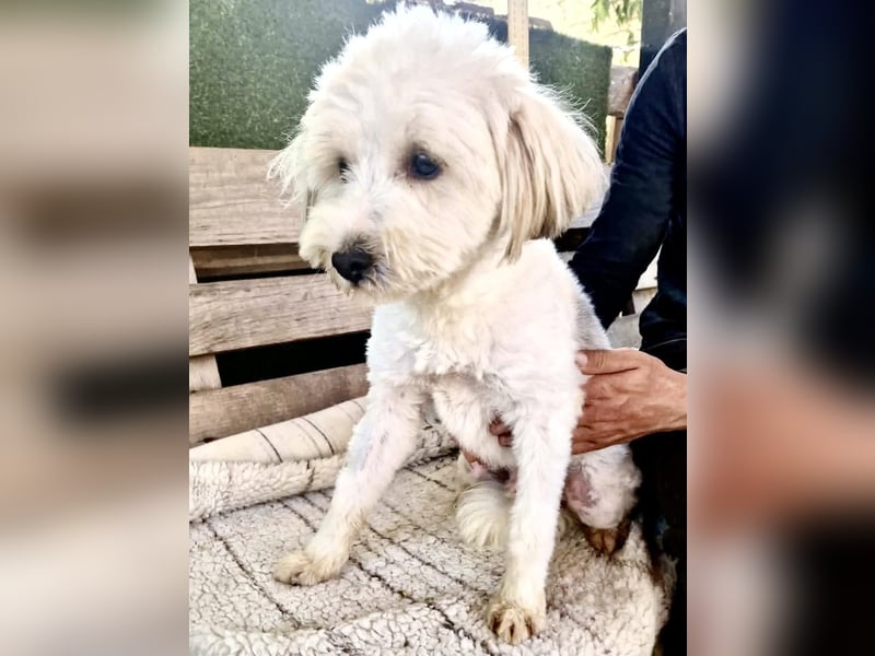 Snoopy – kleiner Gute-Laune-Hund sucht sein Glück