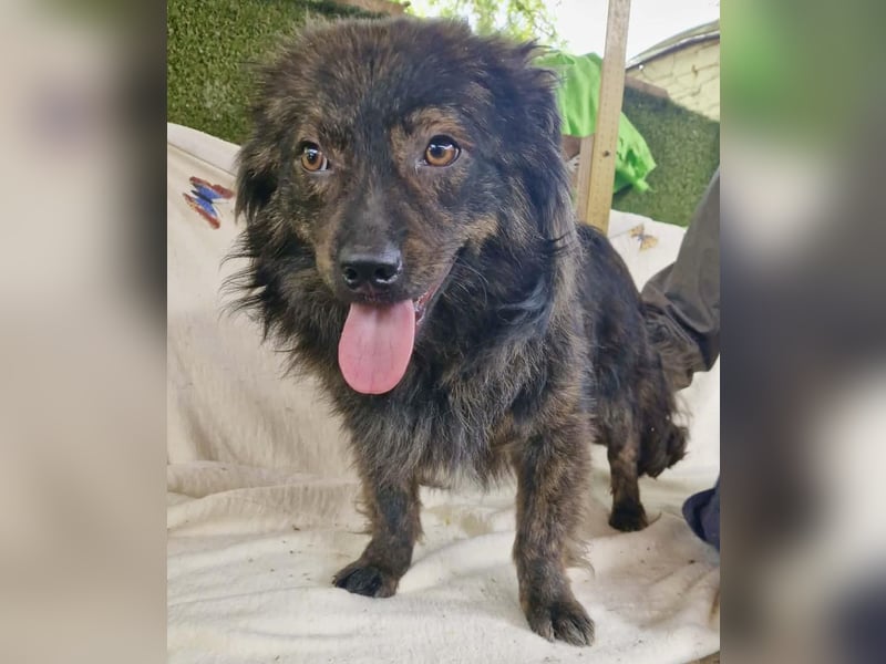 Eddie – kleine verletzte Seele sucht Menschen mit Herz und Geduld