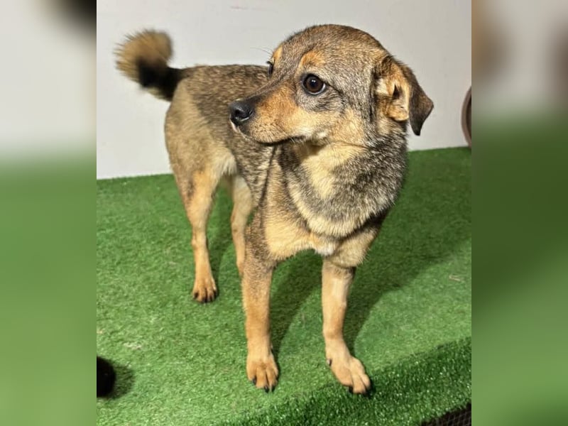 Zartes Hundemädchen Netty