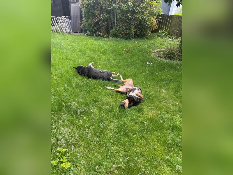 Liberty – unkomplizierte Traumhündin sucht liebevolles Zuhause