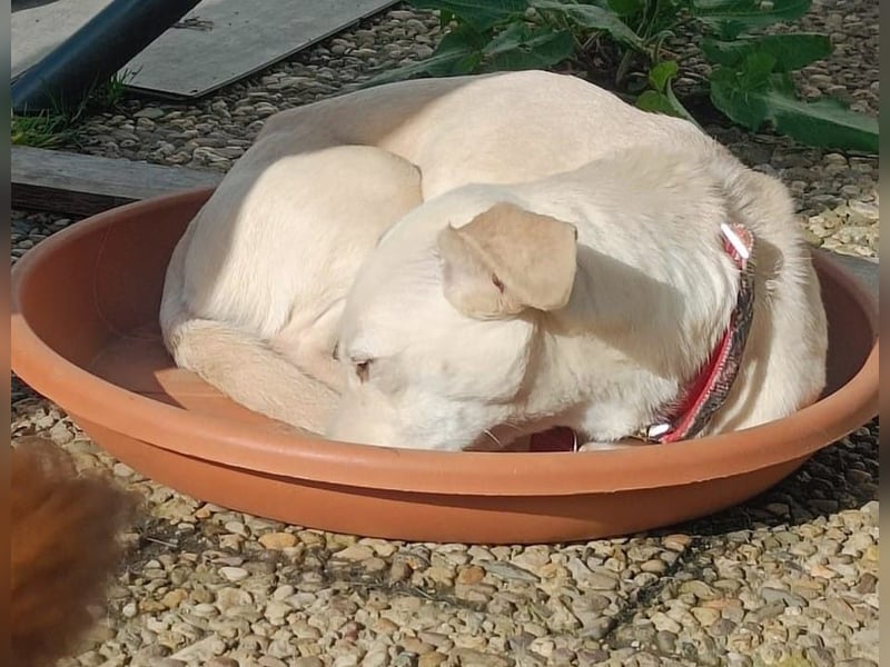 Kleine Selly sucht ein liebevolles Zuhause