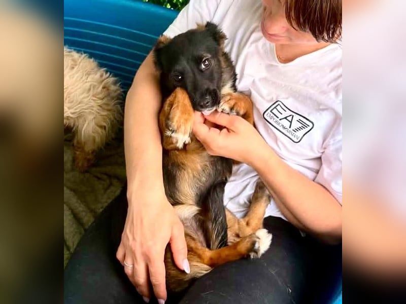 Lila – kleines Hundemädchen möchte endlich ankommen