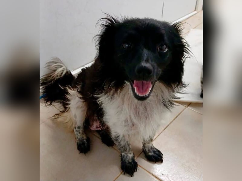 Teddy, kleinbleibender Welpenjunge sucht seine Familie