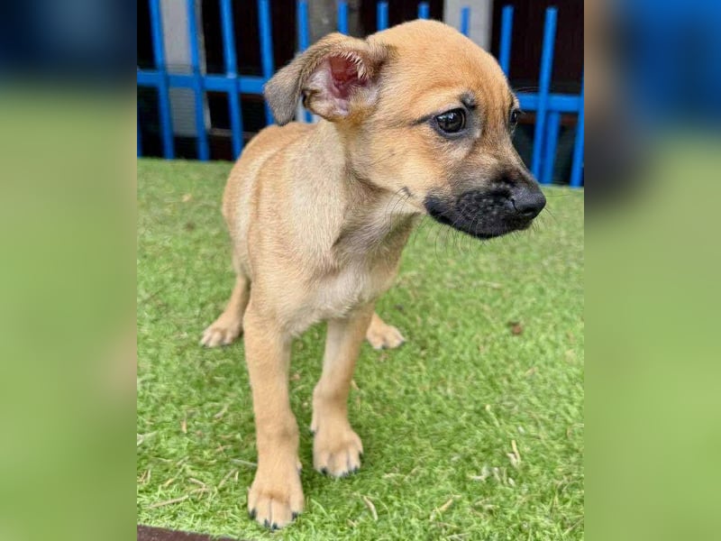 Balu - kleinbleibender Welpenbub