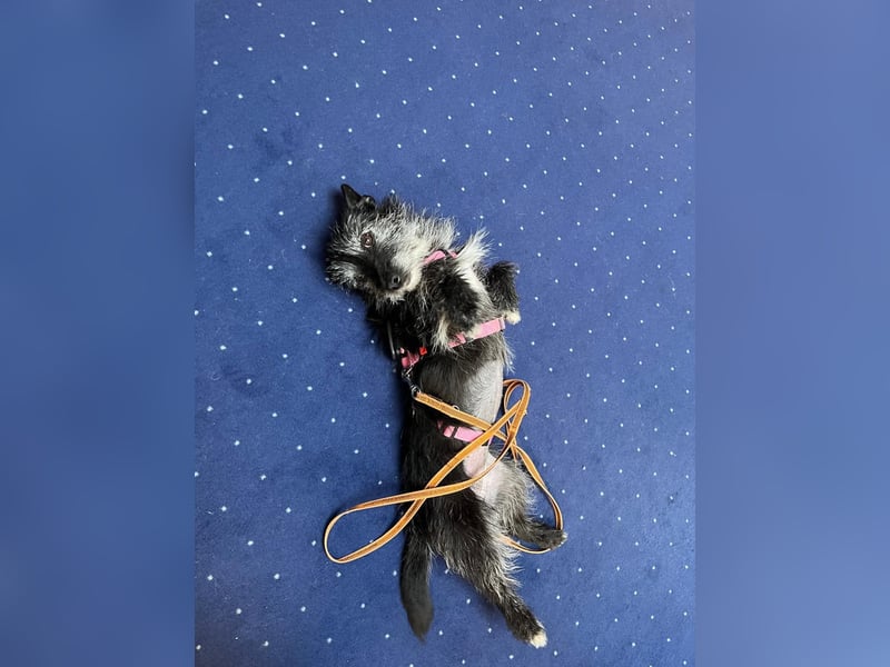 Fröhliche Terrier-Mix-Hündin Finja sucht liebevolles Zuhause