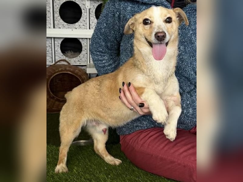 Kuschelhund Chester braucht seine Menschen