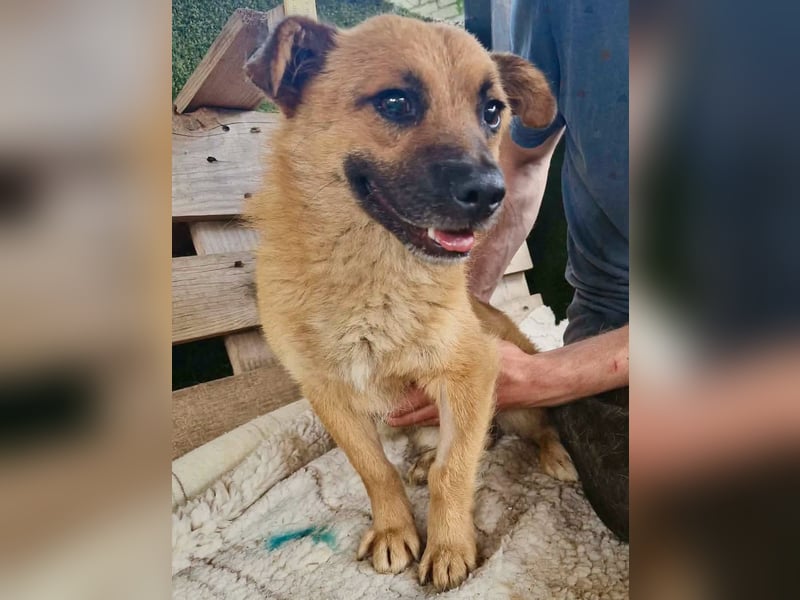 Kleiner Thor sucht sein großes Glück