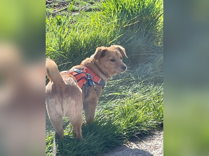 Zuckerschnute Enya sucht ihr Für-immer-Zuhause