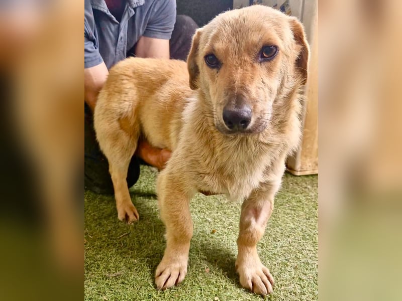 Chaplin – kleiner Hundemann sucht sein großes Glück