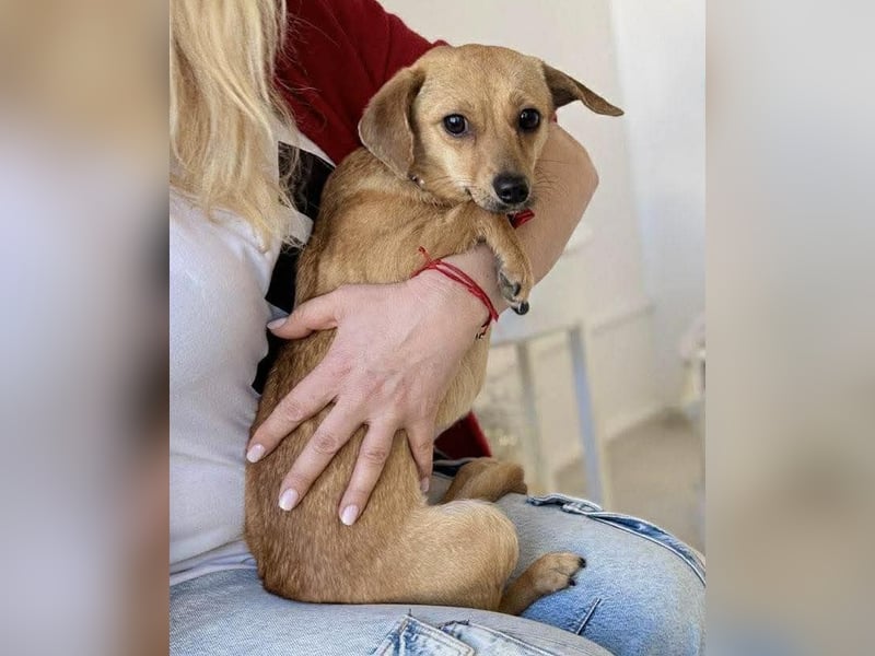 Katzenfreundliches Mini Mäuschen Stella