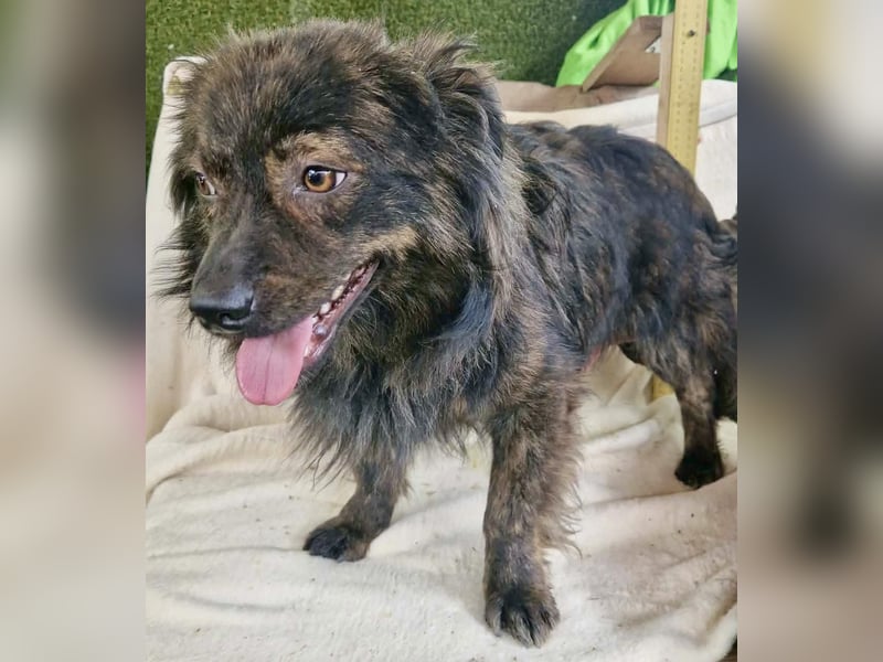 Eddie – kleine verletzte Seele sucht Menschen mit Herz und Geduld