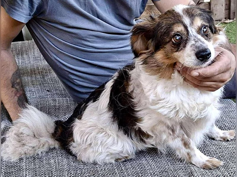 Kleine, sanfte 8 kg Hündin Amber