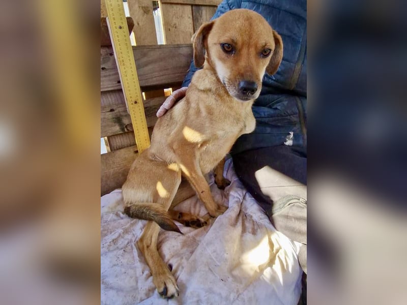 Coco - freundliche Schmusemaus