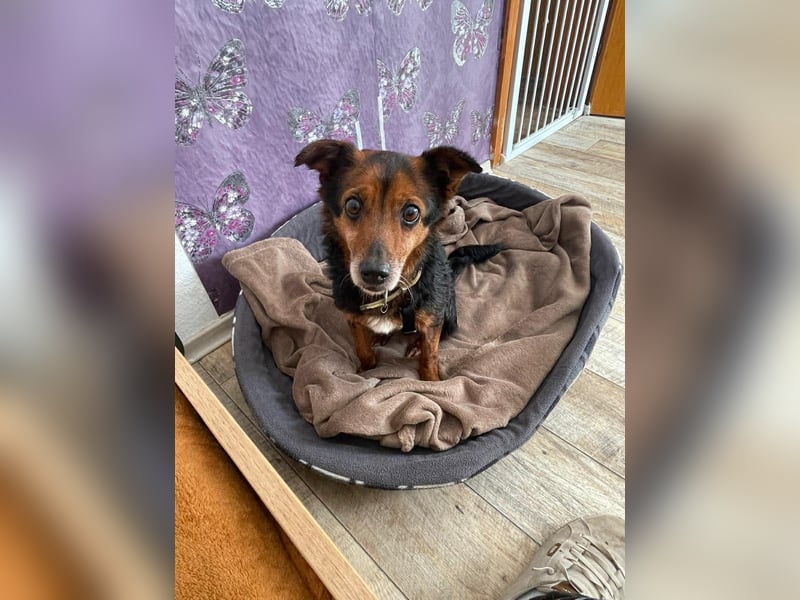 Liebesbedürftige Linn sucht Für-Immer-Zuhause