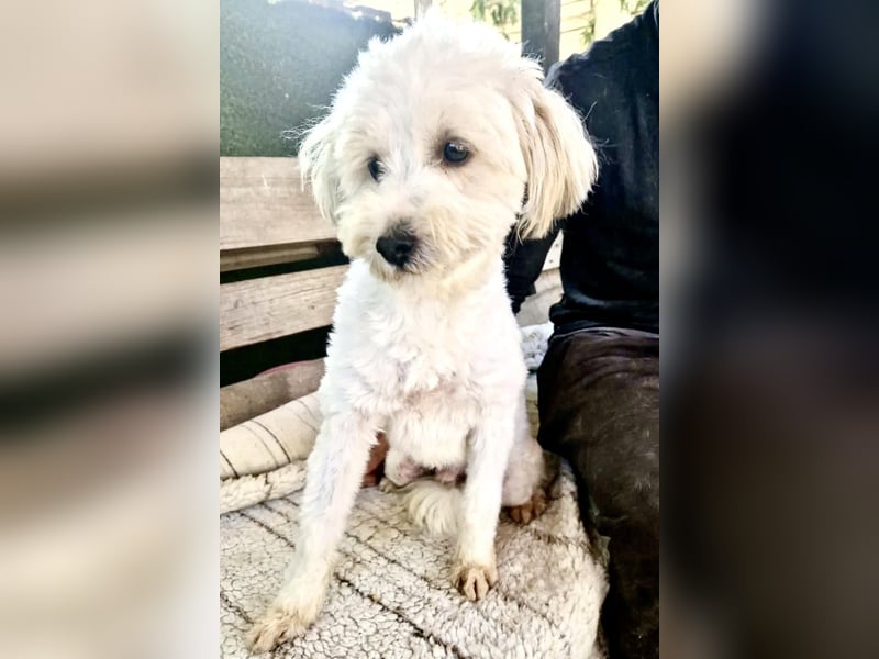 Snoopy – kleiner Gute-Laune-Hund sucht sein Glück