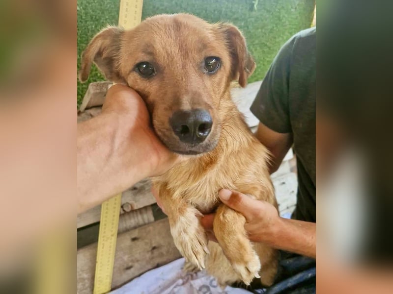 Perry, kleiner Schatz sucht wieder ein Zuhause