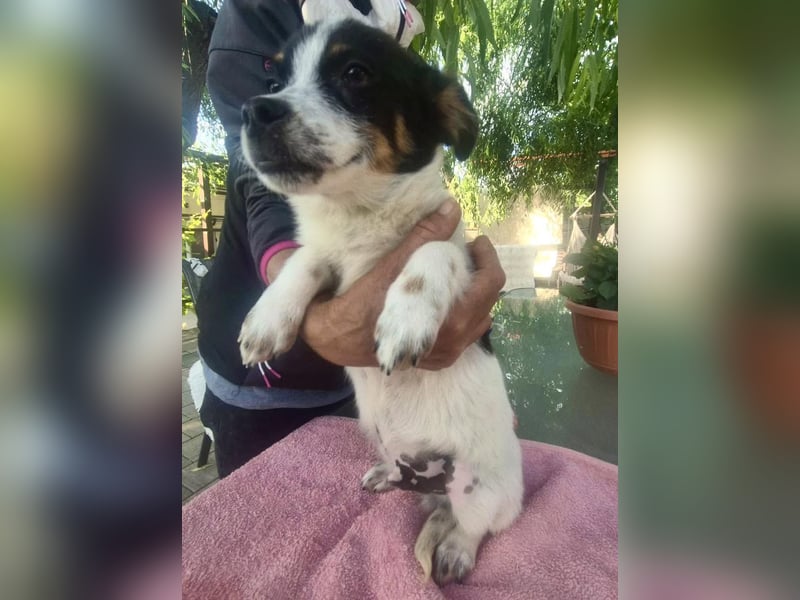 Angelo – kleiner Herzensbrecher sucht seine Familie