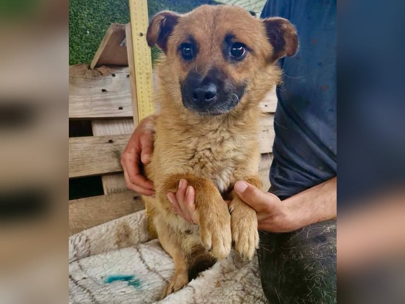 Kleiner Thor sucht sein großes Glück