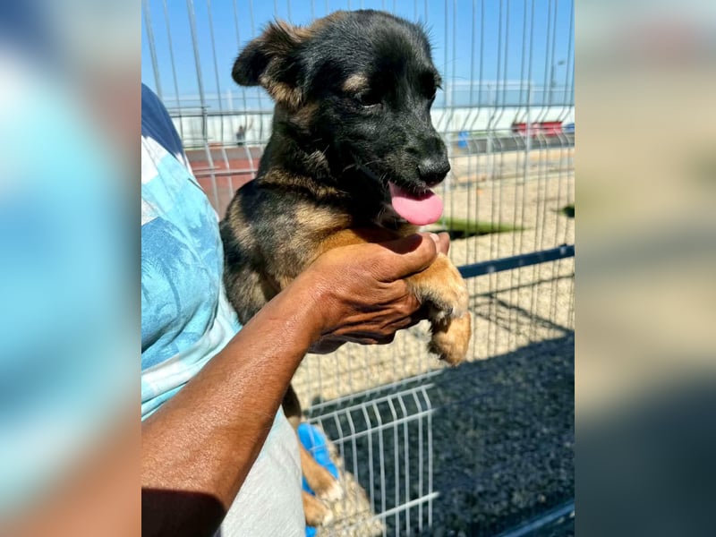 Lila – kleines Hundemädchen möchte endlich ankommen