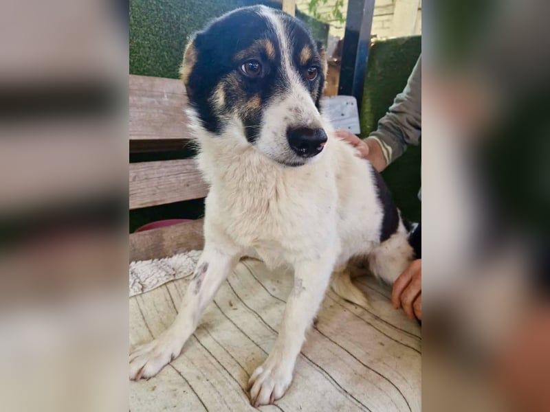 Duddly , fröhlicher Sonnenschein sucht seine Familie