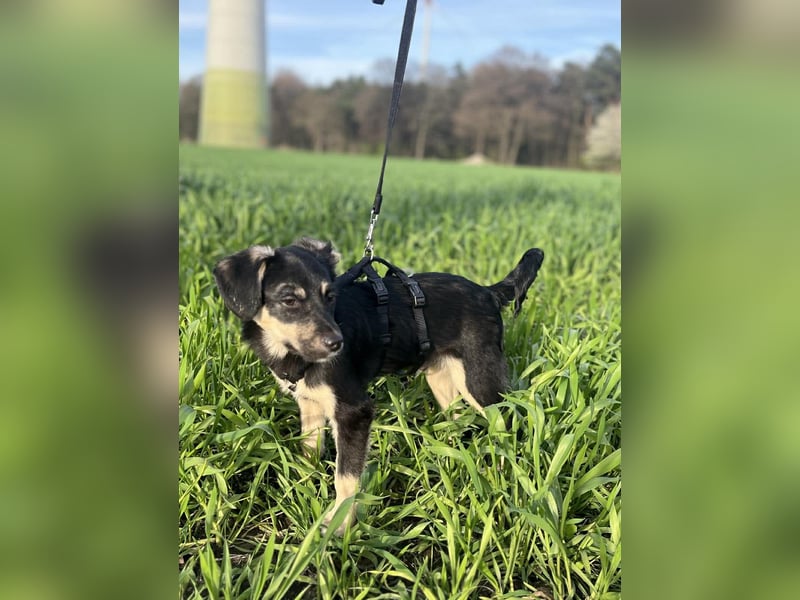 Kurti - Welpe sucht liebevolles Zuhause