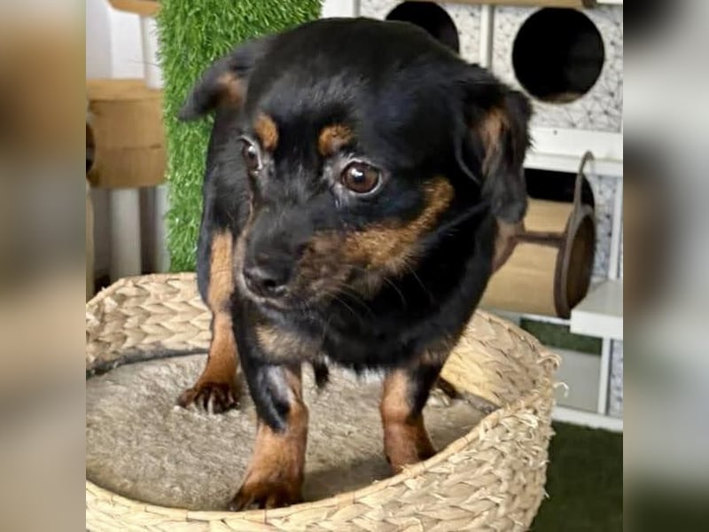 Katzenverträgliches Mini Mäuschen Gretchen