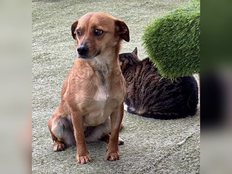 Katzenverträgliche Minimaus Frieda