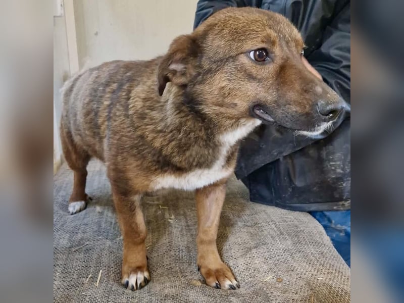 Dankbare, super sanfte Meg