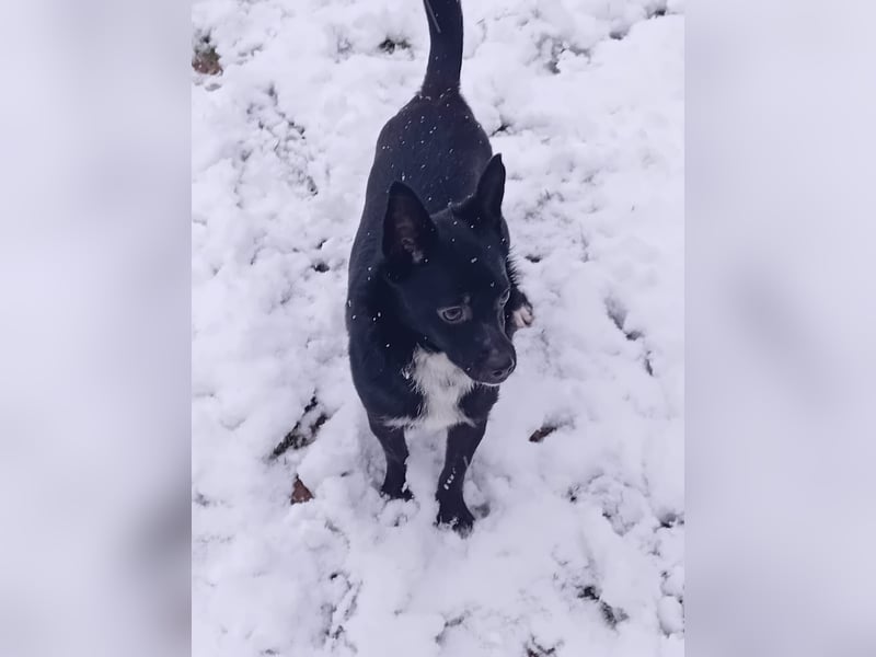 Jungspund JERRY, wo darf er einziehen?