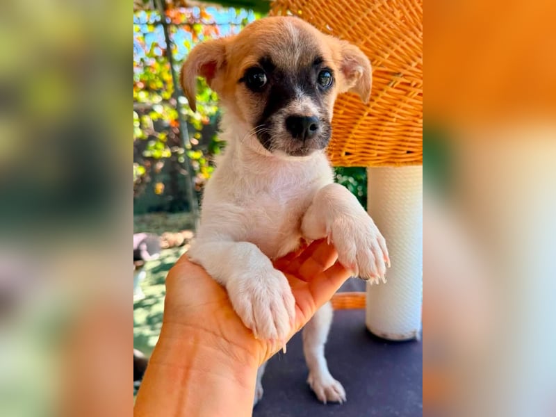 Teddy, kleinbleibender Welpenjunge sucht seine Familie