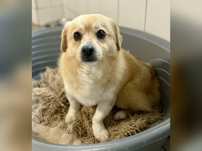 Katzenverträgliches Mini Männlein Capper